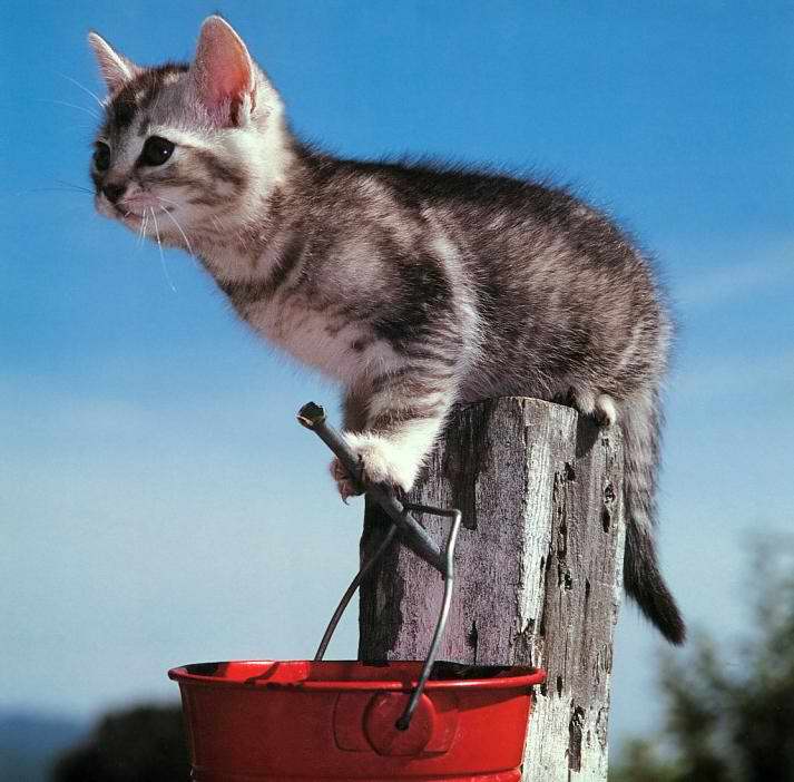 Gatti (7)